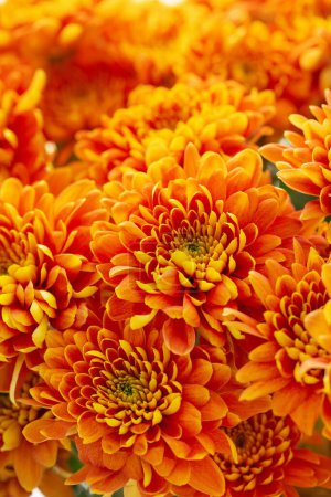 Téléchargez les photos : Fond avec des chrysanthèmes orange - en image libre de droit