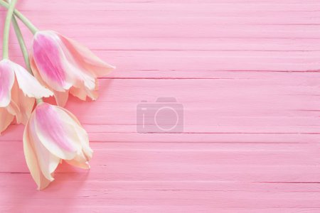 Photo for Pink and yellow tulips on painted wooden background - Royalty Free Image