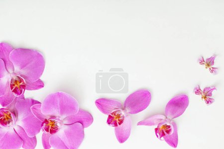Photo for Beautiful orchids on white background - Royalty Free Image