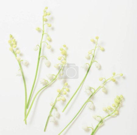 Foto de Puede flores de lirio sobre fondo blanco - Imagen libre de derechos
