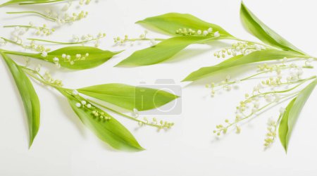 Téléchargez les photos : Peut fleurs de lys sur fond blanc - en image libre de droit