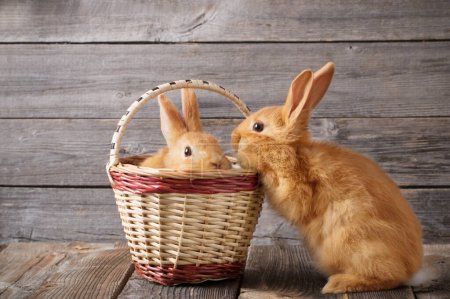 Téléchargez les photos : Deux lapins rouges sur un vieux fond en bois - en image libre de droit