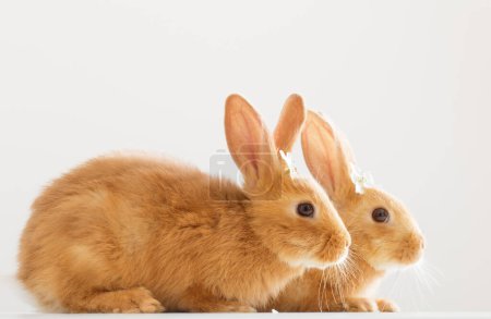 Téléchargez les photos : Deux lapins rouges avec des fleurs printanières sur fond blanc - en image libre de droit