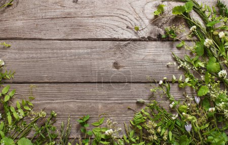 Téléchargez les photos : Plantes sauvages sur vieux fond de bois foncé - en image libre de droit