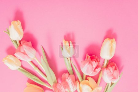 Foto de Hermosos tulipanes sobre fondo de papel rosa - Imagen libre de derechos