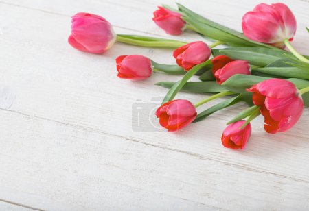 Téléchargez les photos : Tulipes roses sur fond blanc en bois - en image libre de droit