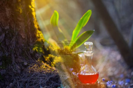 Foto de Poción mágica en botella en el bosque de hadas - Imagen libre de derechos