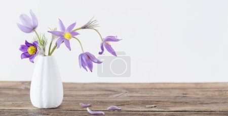 Foto de Pasque-flor en jarrón sobre fondo blanco - Imagen libre de derechos