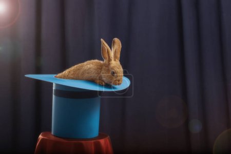 Foto de Conejo rojo en sombrero sobre fondo azul - Imagen libre de derechos