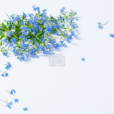 Photo for Forget-me-not flowers on white background - Royalty Free Image