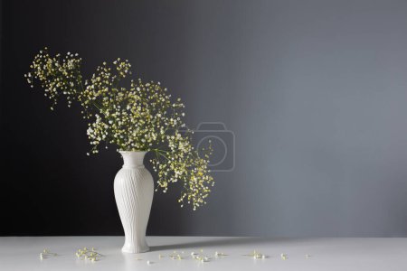 Gypsophila flowers in white vase on gray background