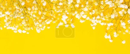 Téléchargez les photos : Fleurs blanches de gypsophile sur fond jaune - en image libre de droit