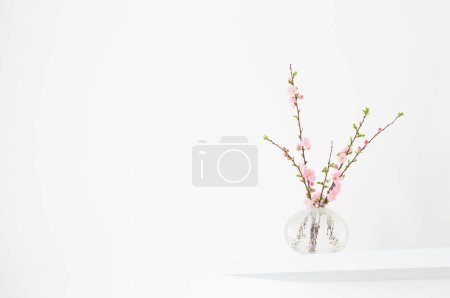 Branches of blossoming almonds in  vase on  white background