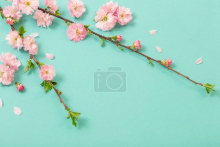 Branches of blossoming almonds on green background