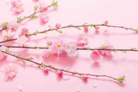 Téléchargez les photos : Branches d'amandes en fleurs sur fond rose - en image libre de droit