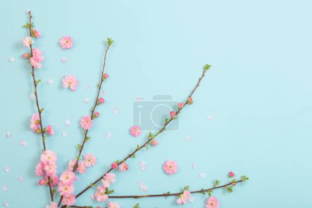 Téléchargez les photos : Branches d'amandes en fleurs sur fond bleu - en image libre de droit