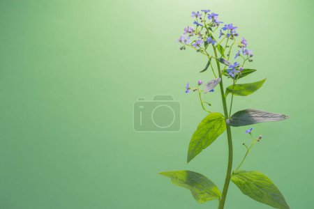 Téléchargez les photos : Plante sauvage avec des fleurs bleues sur fond vert - en image libre de droit