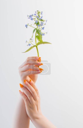 Téléchargez les photos : Main féminine avec manucure avec fleur sur fond blanc - en image libre de droit