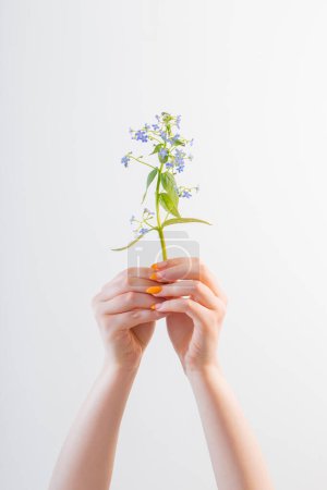 Téléchargez les photos : Main féminine avec manucure avec fleur sur fond blanc - en image libre de droit
