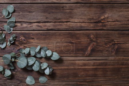 Photo for Eucalyptus on old dark wooden background - Royalty Free Image