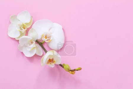 Téléchargez les photos : Fleurs d'orchidée blanches sur fond rose - en image libre de droit