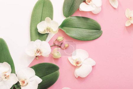 Photo for White orchid flowers on pink ackground - Royalty Free Image