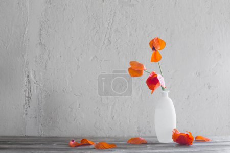 Téléchargez les photos : Coquelicots rouges dans un vase blanc sur fond blanc - en image libre de droit