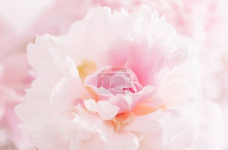 Foto de Hermoso delicado rosa peonyes clouse hasta - Imagen libre de derechos