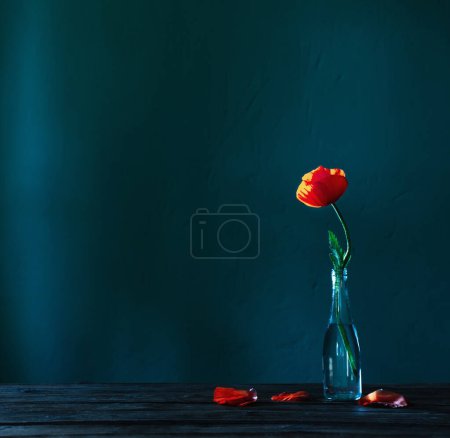 Photo for Red poppy in glass bottle on blue background - Royalty Free Image