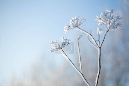 Winterhintergrund mit Pflanzen im Raureif im Sonnenlicht