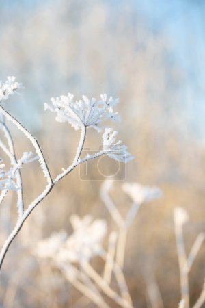 Téléchargez les photos : Fond d'hiver avec des plantes dans le givre dans la lumière du soleil clouse vers le haut - en image libre de droit