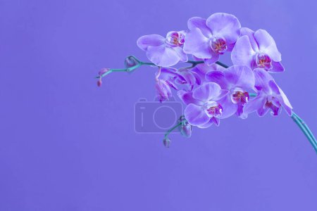 Photo for The beautiful orchid flowers - Royalty Free Image