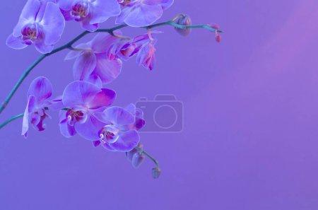 Téléchargez les photos : Les belles fleurs d'orchidée - en image libre de droit