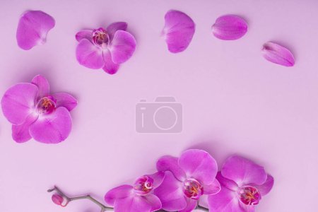 Photo for The beautiful orchid flowers - Royalty Free Image