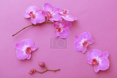 Foto de Las flores hermosas de la orquídea sobre el fondo rosado - Imagen libre de derechos