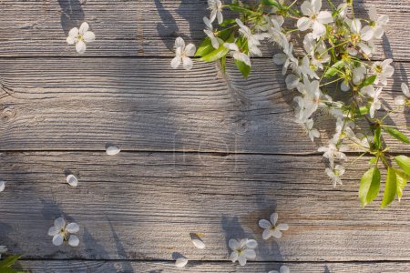 Téléchargez les photos : Fleurs de printemps sur vieux fond en bois - en image libre de droit