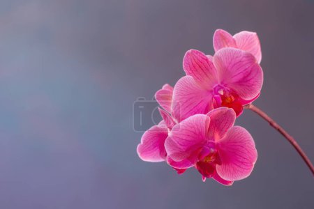 Foto de Hermosas flores de orquídea sobre fondo azul - Imagen libre de derechos