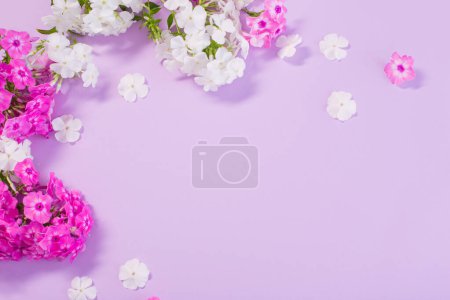Foto de Phloxes blanco y púrpura sobre fondo de papel de color - Imagen libre de derechos