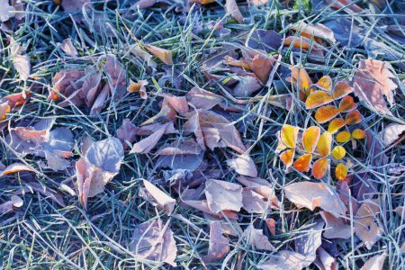 Photo for Autumn leaves on the grass  with frost - Royalty Free Image