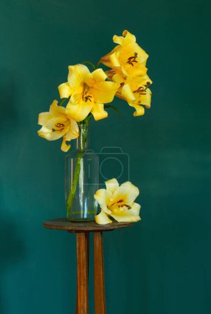 Photo for Yellow lilly on dark green background - Royalty Free Image