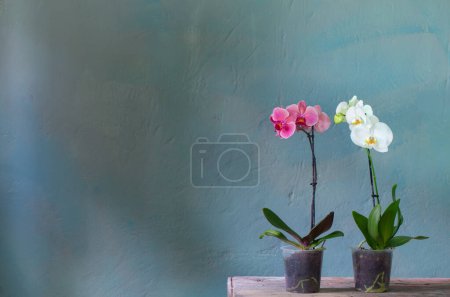 Téléchargez les photos : Fleurs d'orchidée en pot sur la vieille table en bois - en image libre de droit