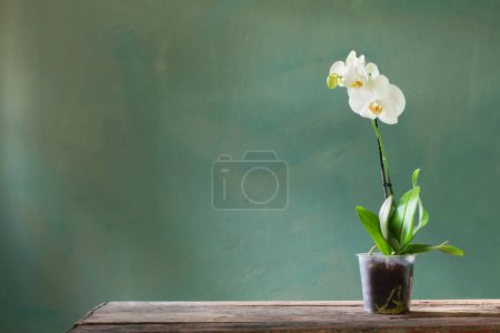 Foto de Flores de orquídea en maceta en mesa de madera vieja - Imagen libre de derechos