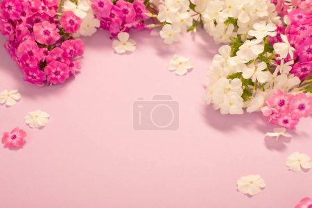 Téléchargez les photos : Phloxes blanc et violet sur fond de papier couleur - en image libre de droit