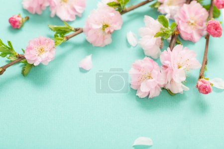 Téléchargez les photos : Branches d'amandes en fleurs sur fond vert - en image libre de droit