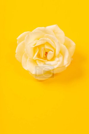 Téléchargez les photos : Rose simple jaune sur fond de papier jaune - en image libre de droit