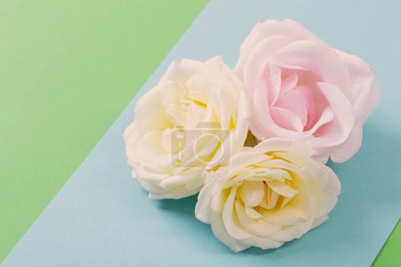 Foto de Flores de color rosa sobre fondo de papel colorido - Imagen libre de derechos