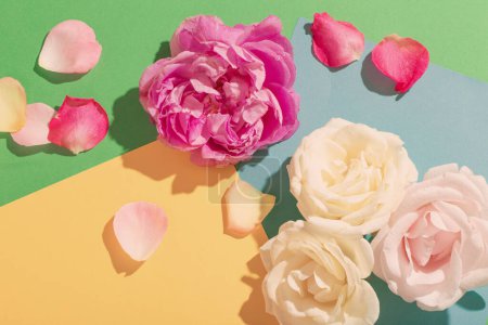 Foto de Flores de rosa a la luz del sol sobre fondo de papel colorido - Imagen libre de derechos