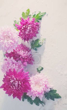 Foto de Crisantemo rosa y púrpura en gotas de lluvia sobre fondo blanco - Imagen libre de derechos