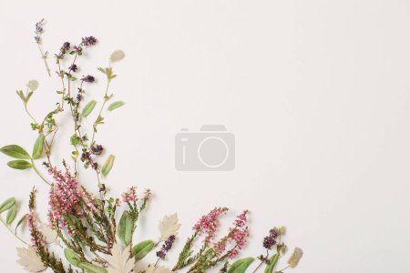 Téléchargez les photos : Fleurs séchées sur fond blanc - en image libre de droit