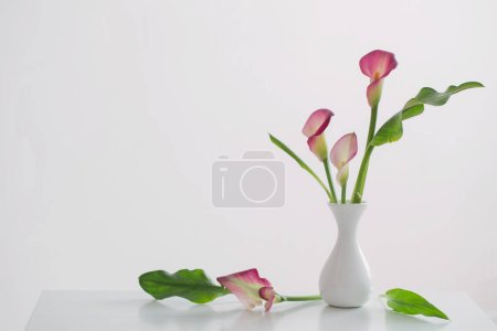 Téléchargez les photos : Lys calla rose dans un vase sur fond blanc - en image libre de droit